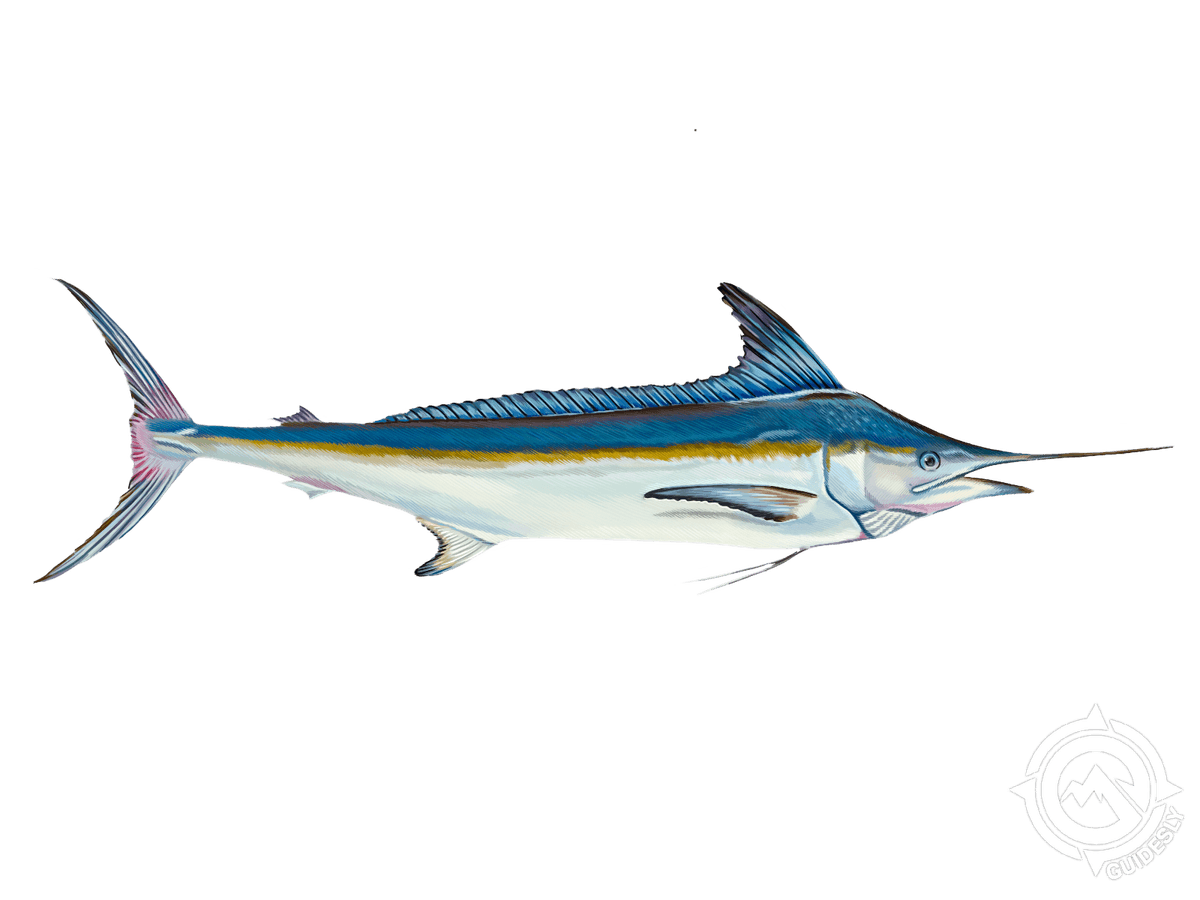 White Marlin