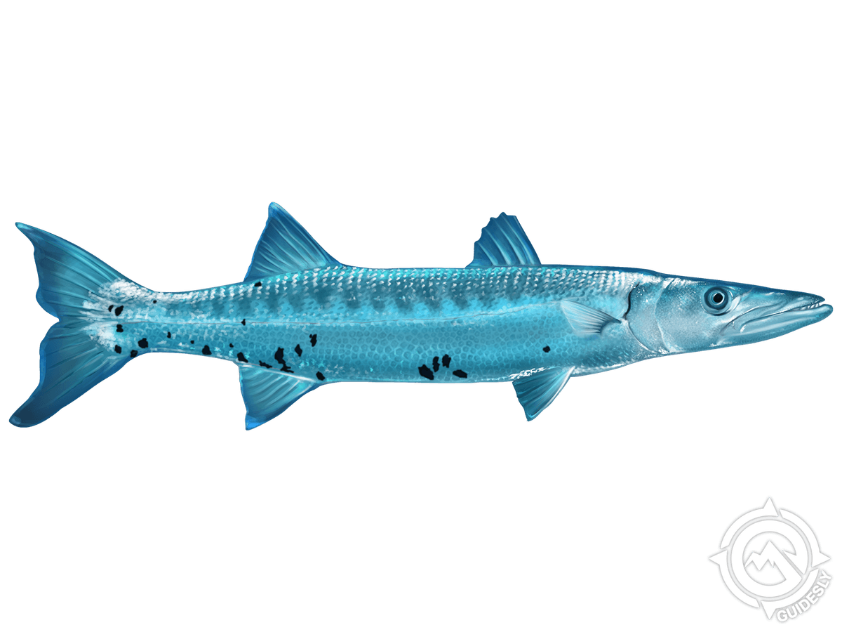 Barracuda